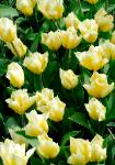 photograph of yellow tulips in bloom