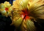 A pair of beautiful textured yellow hibiscus flowers with red centers