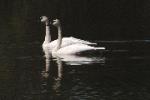 Beautiful pair of white swans swimming together