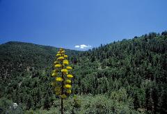 photograph of green-forested hills near Prescot, Arizona, USA with one tiny white cloud and large yellow flowering Century Coastal Plant, Agave in the foreground... very unusual