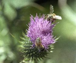 photograph of honey bees on a purple thistle. The bees show large polen collecting on their legs