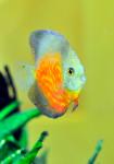 photograph of a beautiful orange, yellow, pale green and blue discus fish