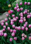 photograph of pink tulips and one red tulip blooming in a garden