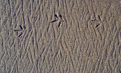Photograph of intricately symetrical patterns in sand from the waves with three bird footprints across the top fo the sand taken in Malibu, Californai