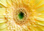 Yellow Gerber Daisy - closeup