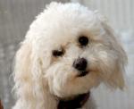 Cute white poodle portrait