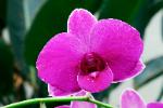 photograph of Perfect Purple Orchid