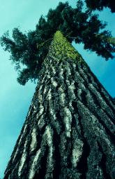 photograph of a California Redwood tree photographed from base directly upward