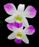 Twin Most Beautiful Orchids - white and purple with green center orchid flowers