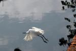 white egret taking off in flight in Taiwan